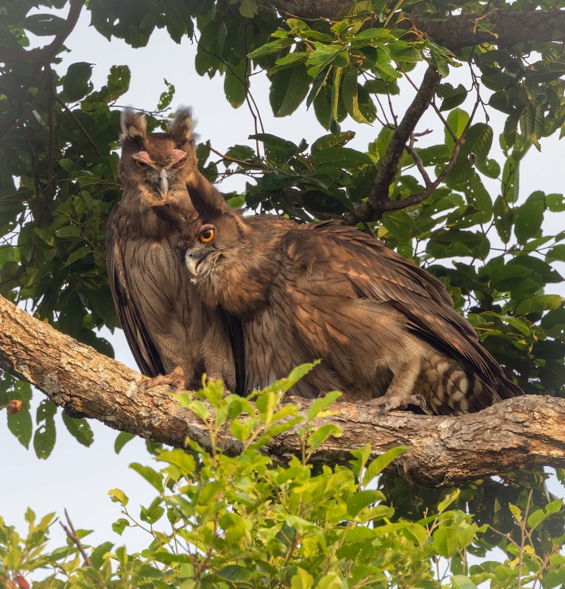 Dusky Eagle-Owl - ML643209702