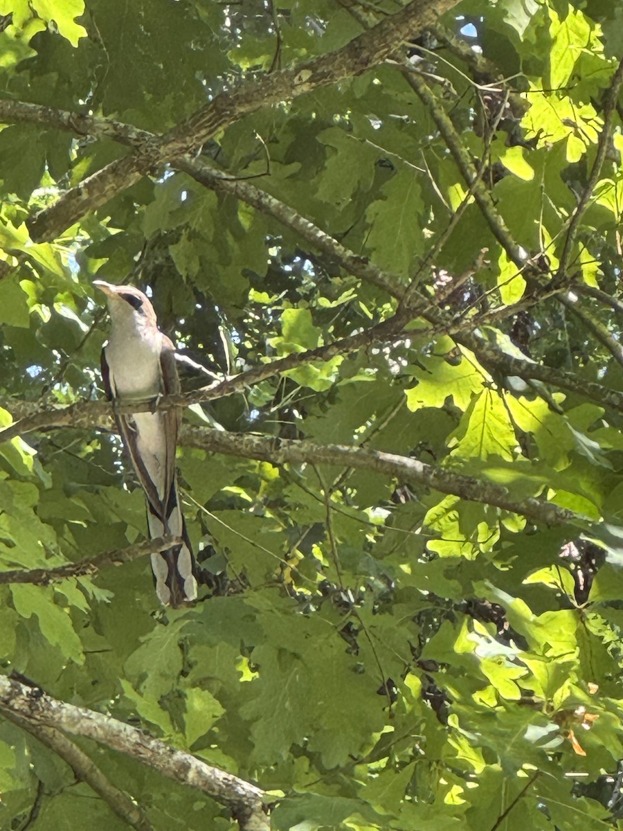 Yellow-billed Cuckoo - ML643209703
