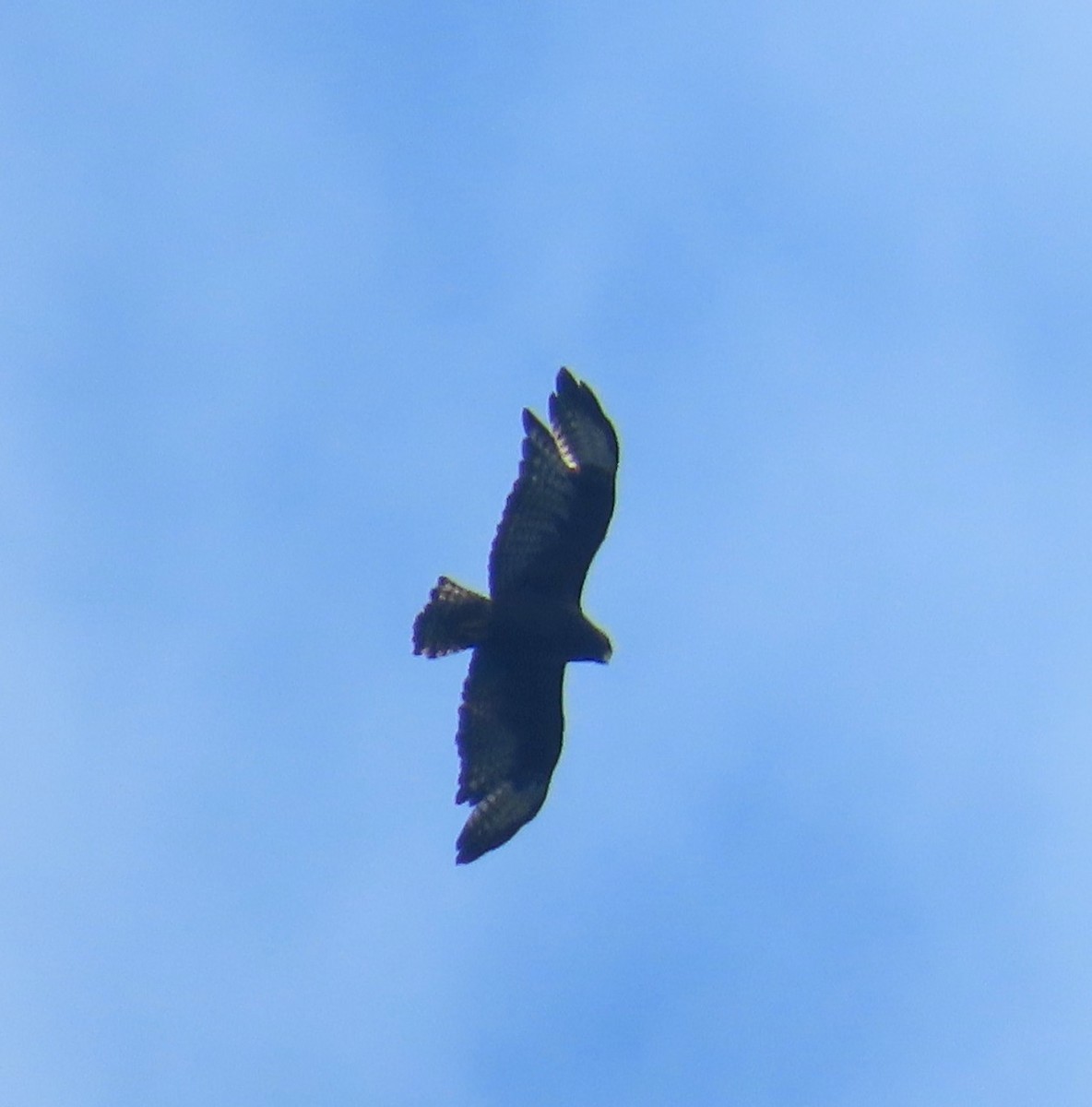 Short-tailed Hawk - ML643209712