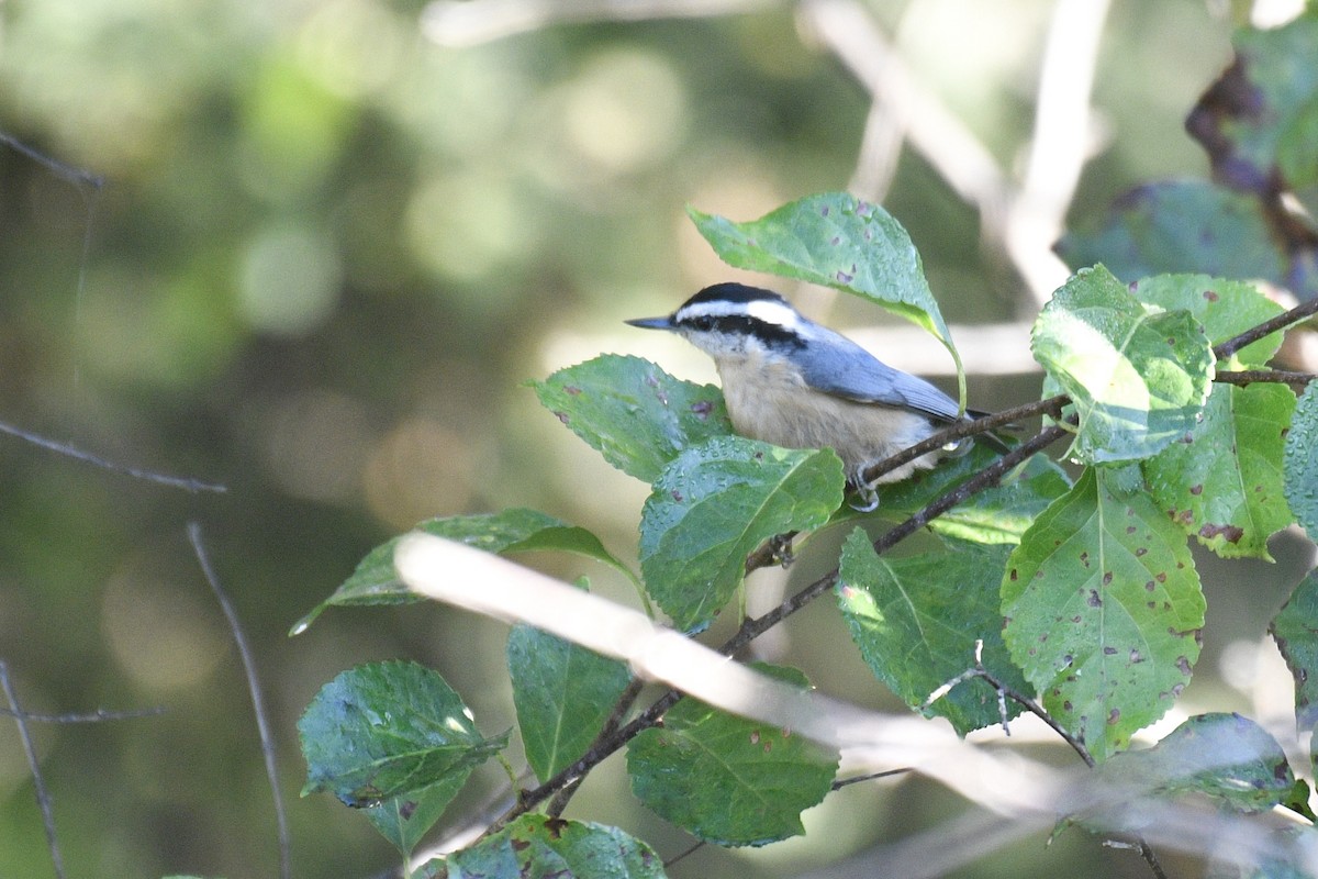 Red-breasted Nuthatch - ML643209713
