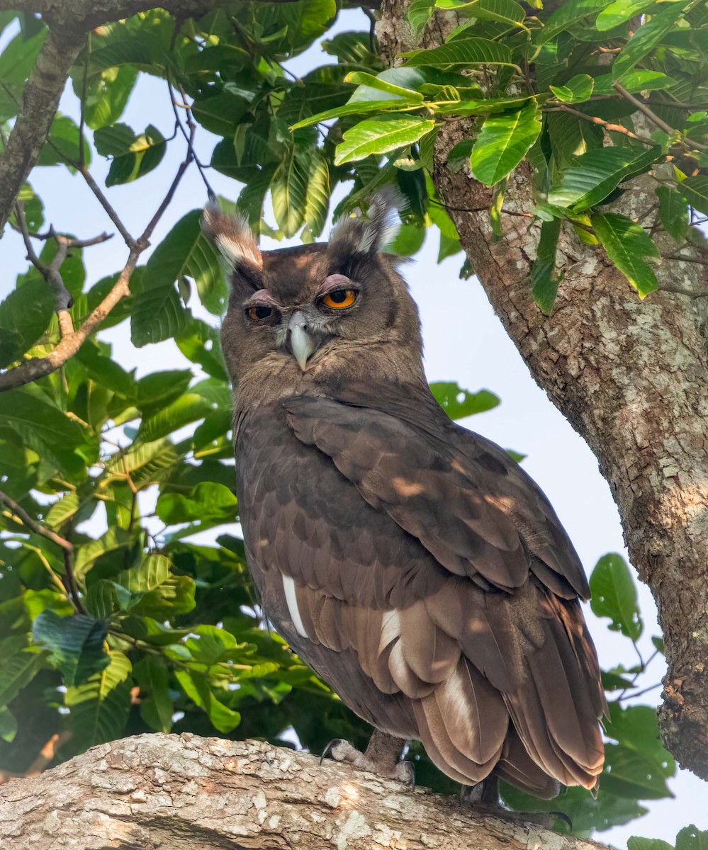 Dusky Eagle-Owl - ML643209715