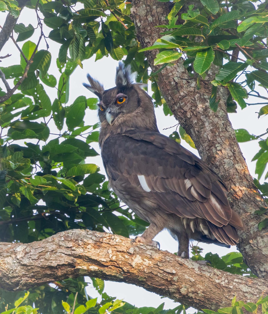 Dusky Eagle-Owl - ML643209717