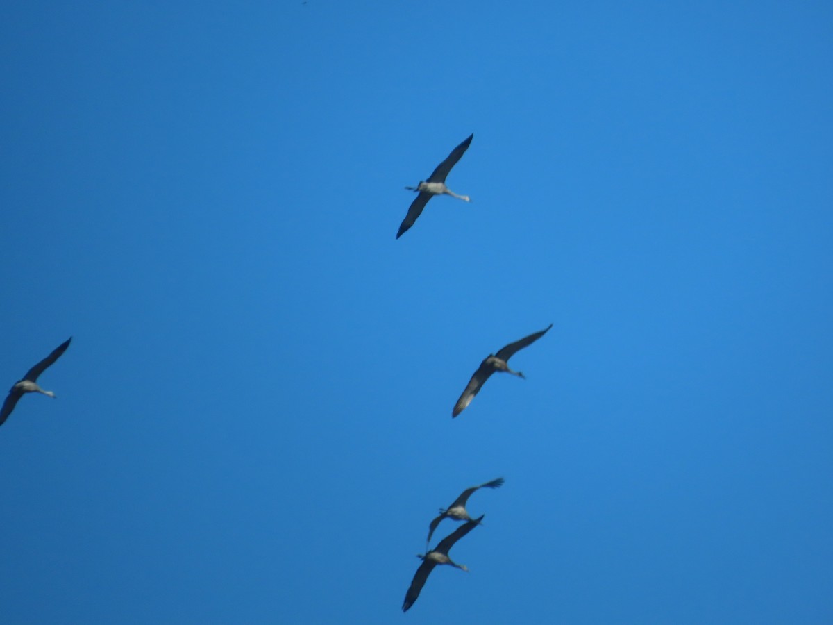 Sandhill Crane - ML643209718