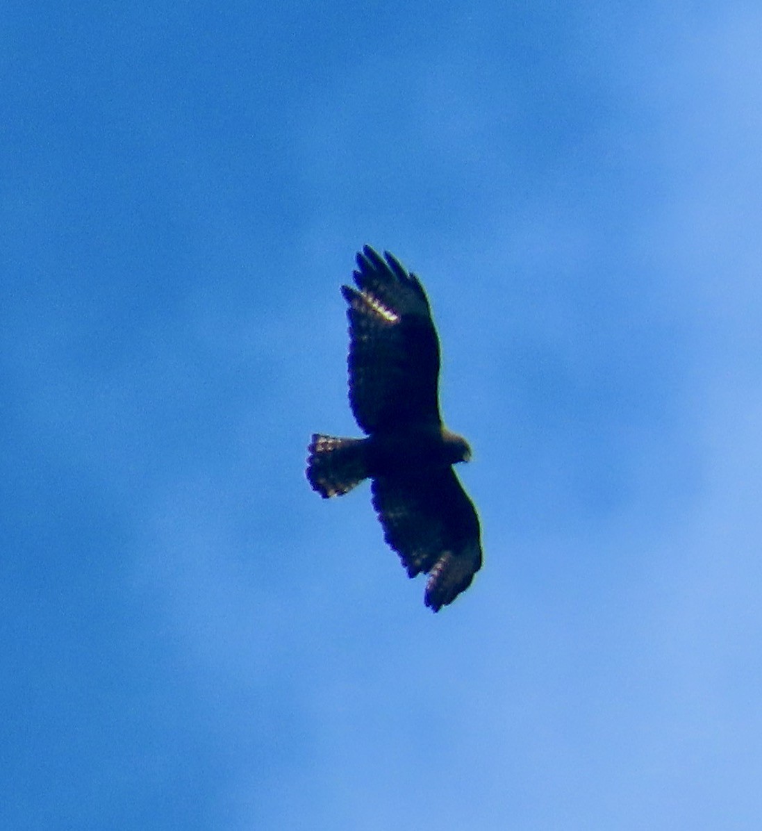 Short-tailed Hawk - ML643209720