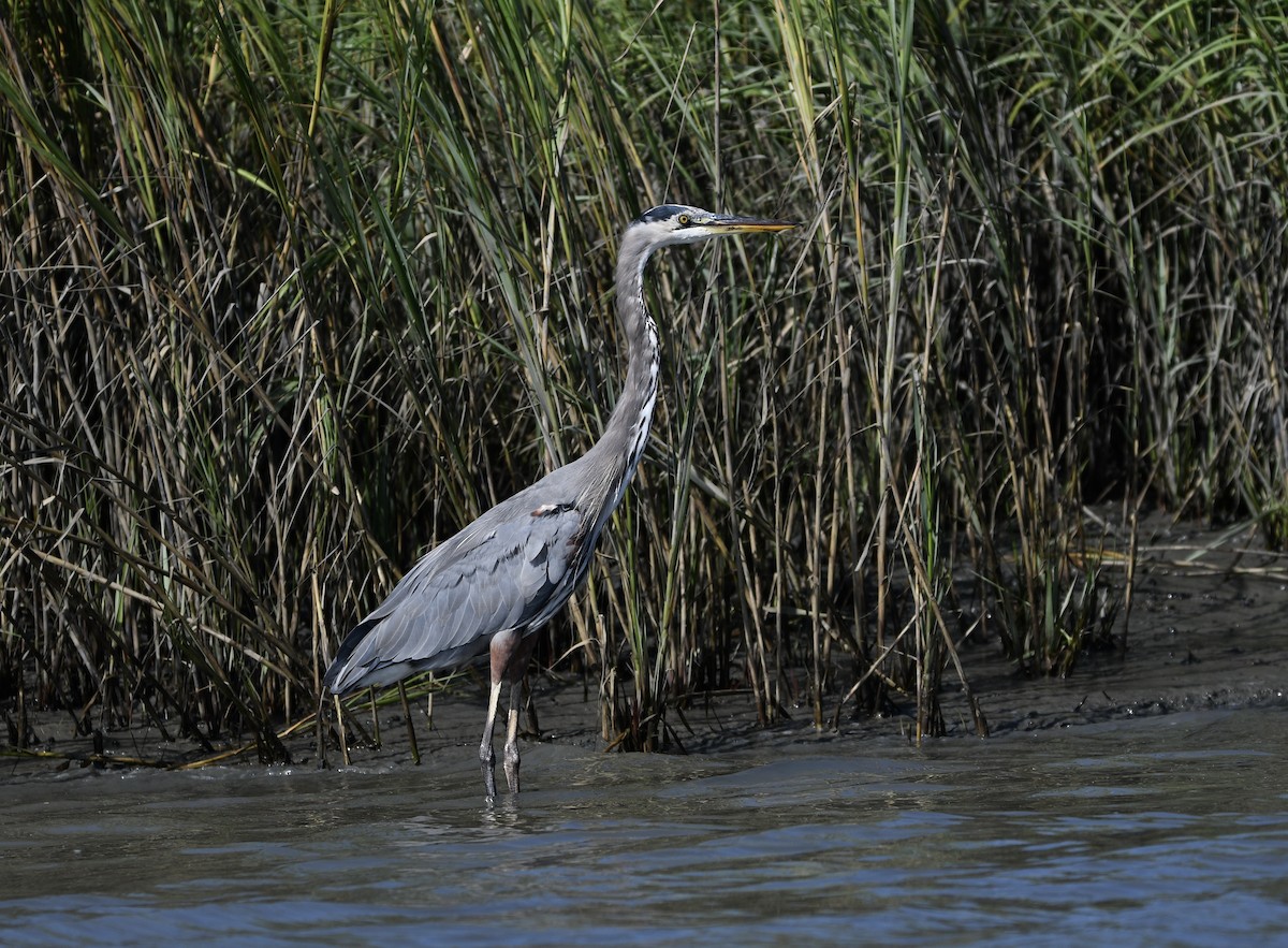 Great Blue Heron - ML643209723