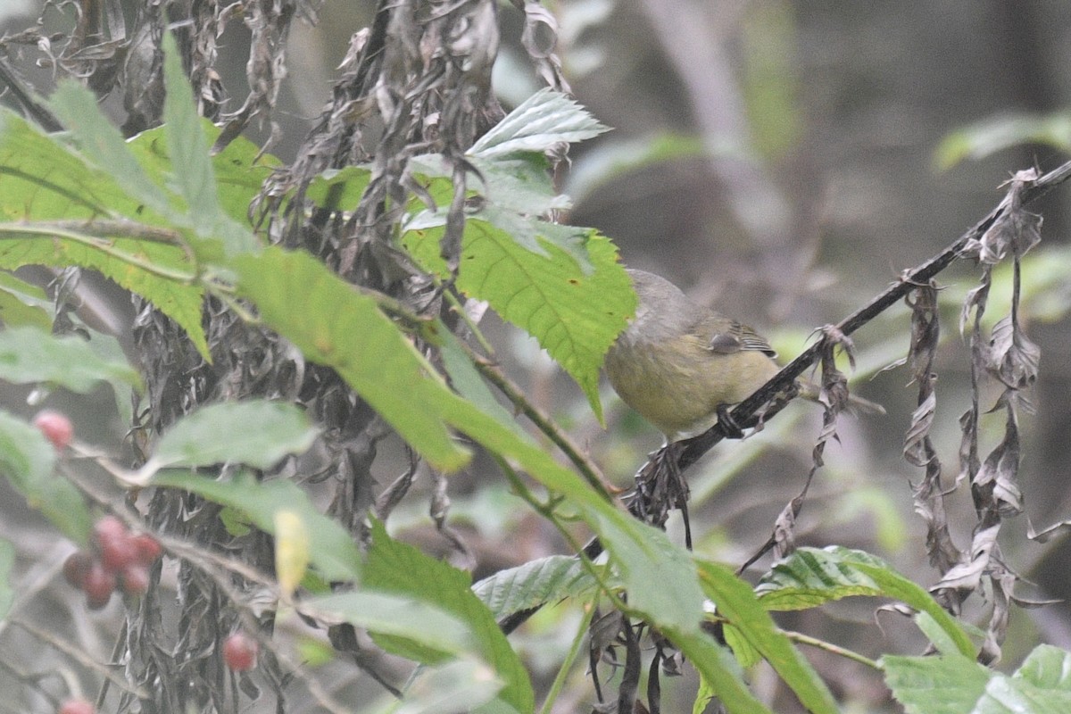 Orange-crowned Warbler - ML643209729