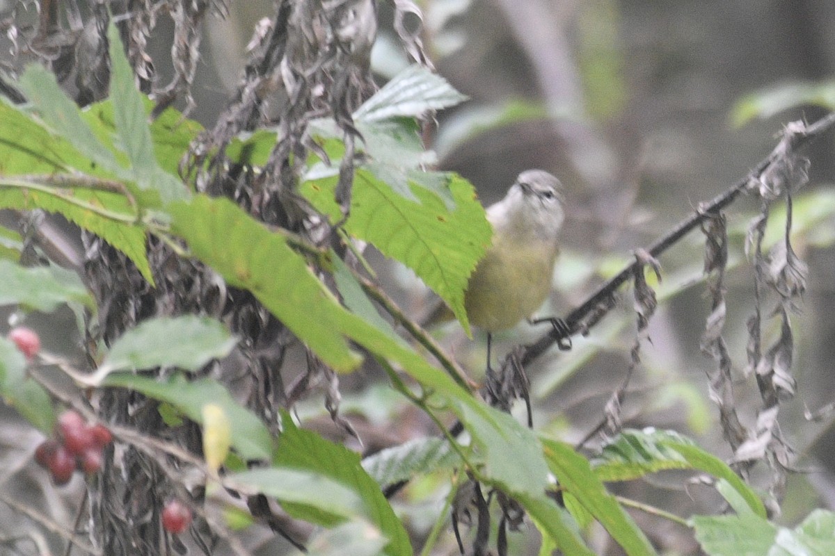 Orange-crowned Warbler - ML643209730