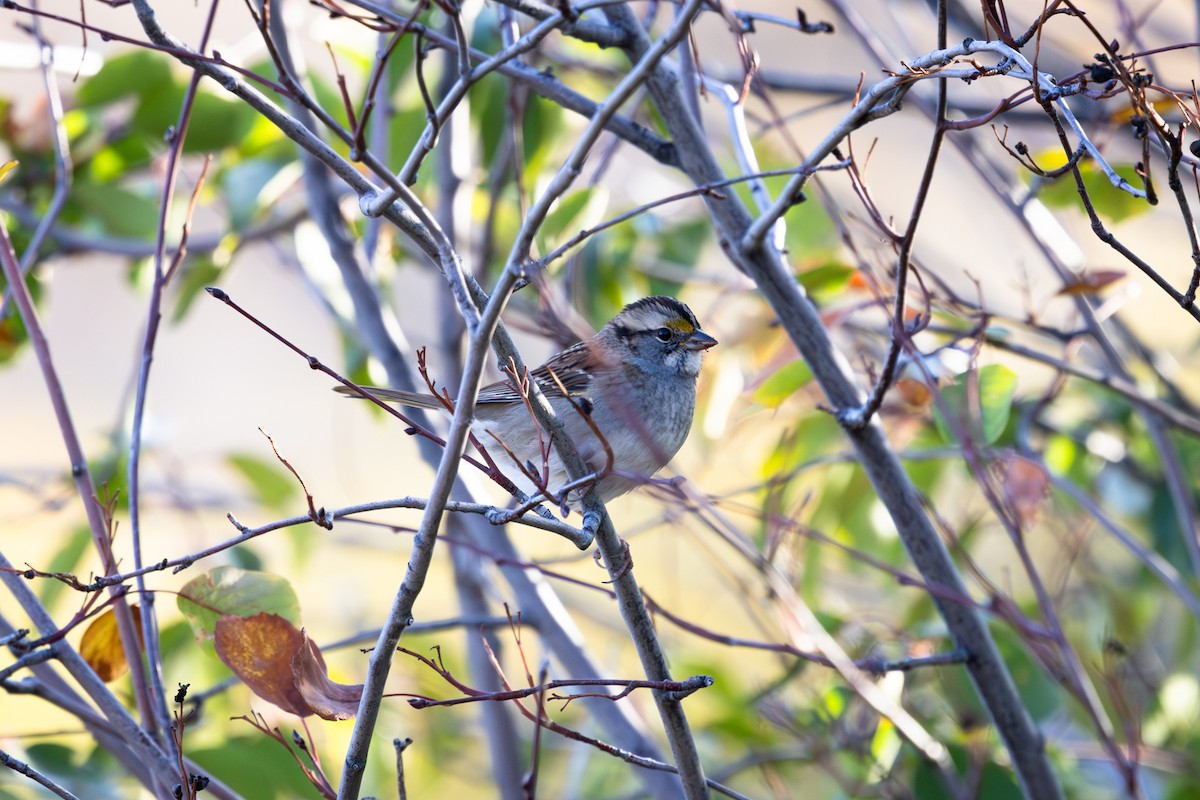 White-throated Sparrow - ML643209733