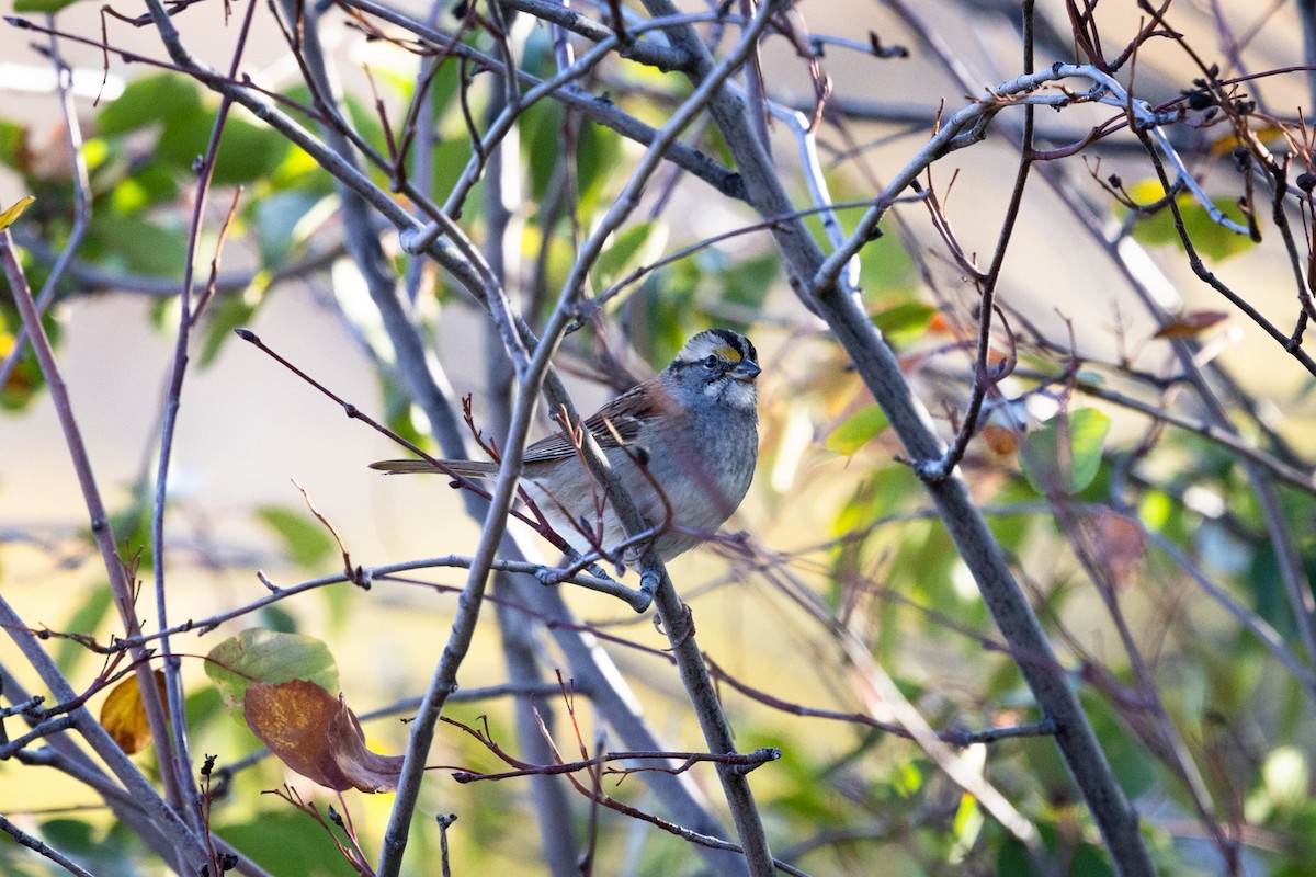 White-throated Sparrow - ML643209734