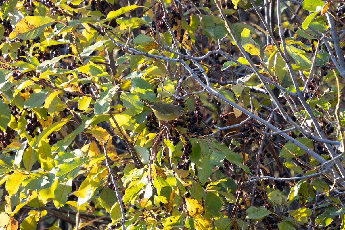 Orange-crowned Warbler - ML643209746