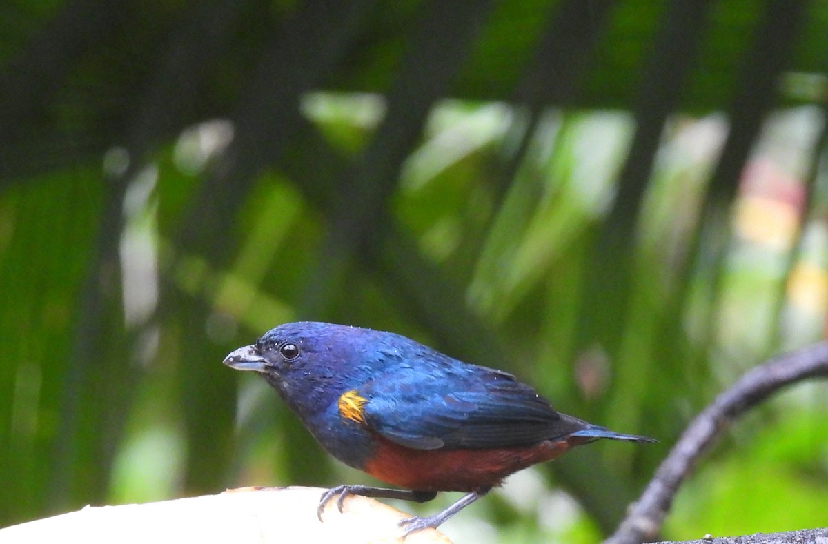 Chestnut-bellied Euphonia - ML643209748