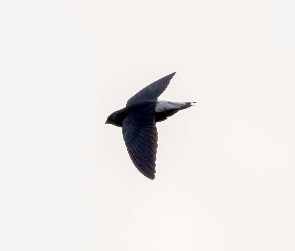 Silver-rumped Spinetail - ML643209760
