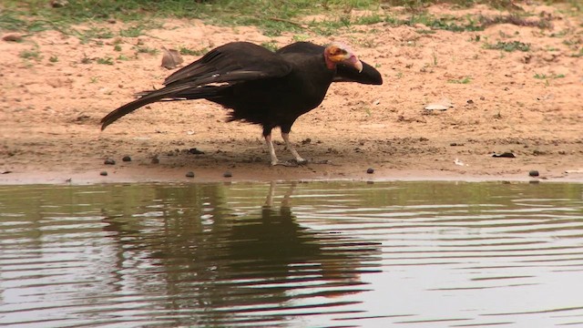 Lesser Yellow-headed Vulture - ML643209761