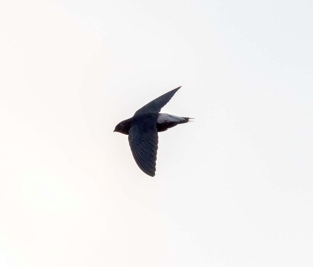 Silver-rumped Spinetail - ML643209762
