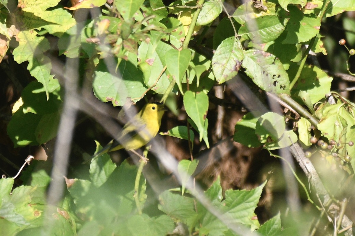 Wilson's Warbler - ML643209763