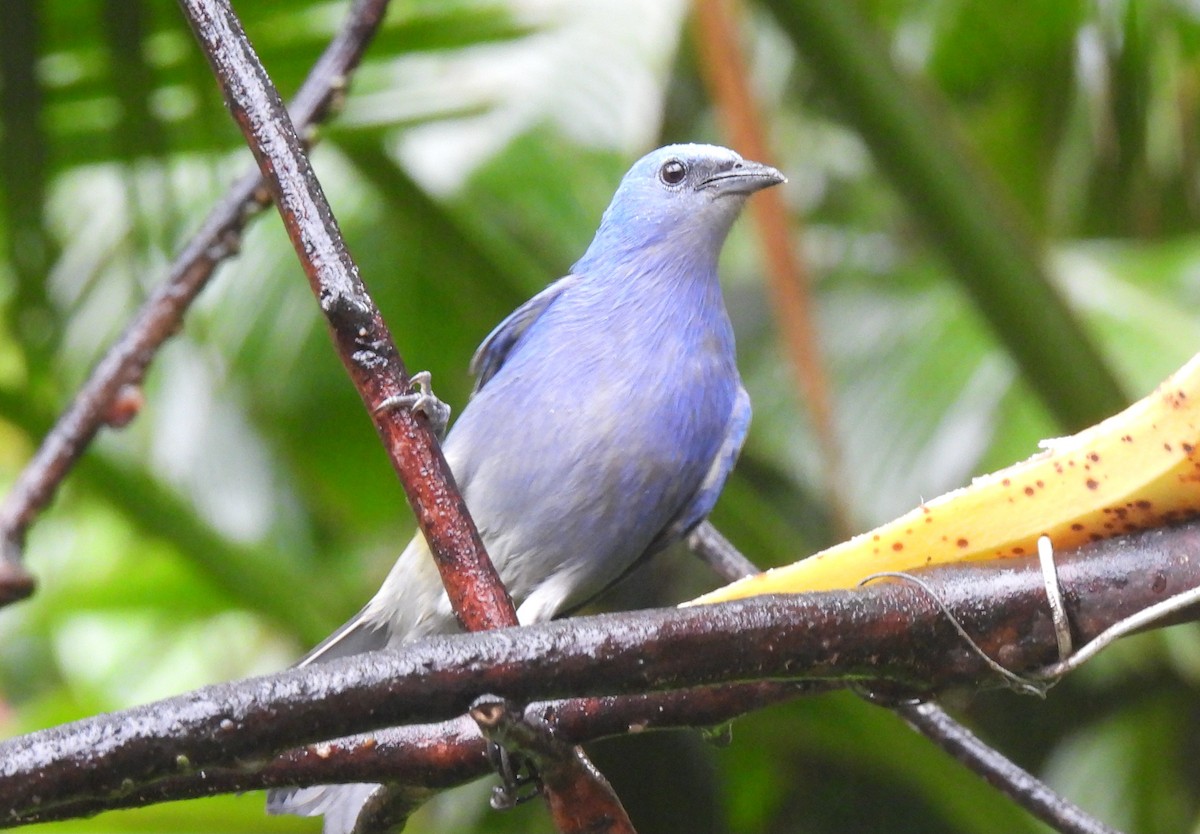 Azure-shouldered Tanager - ML643209769