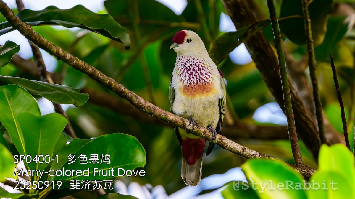 holub mnohobarvý - ML643209777