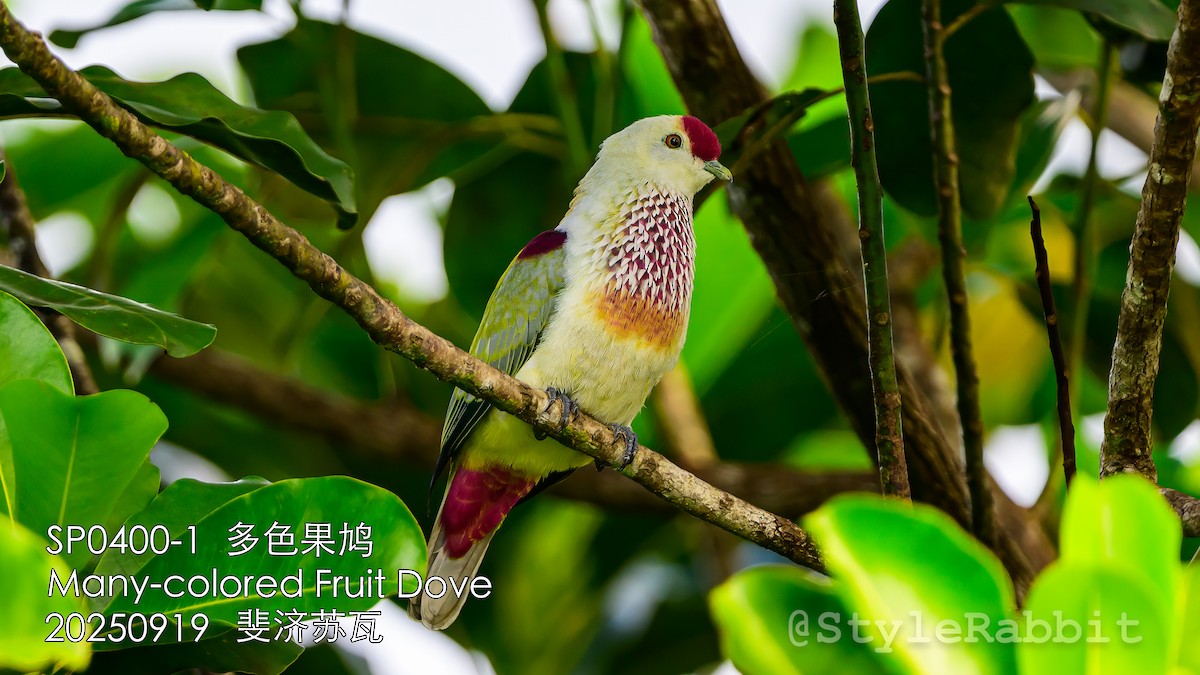 holub mnohobarvý - ML643209778