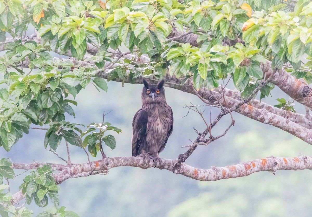 Dusky Eagle-Owl - ML643209781