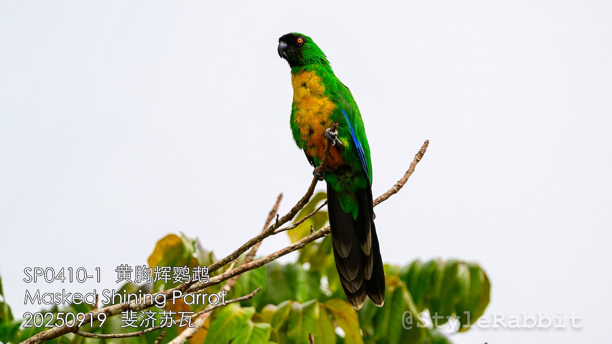 Masked Shining-Parrot - ML643209787