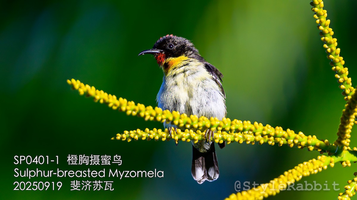Sulphur-breasted Myzomela - ML643209832