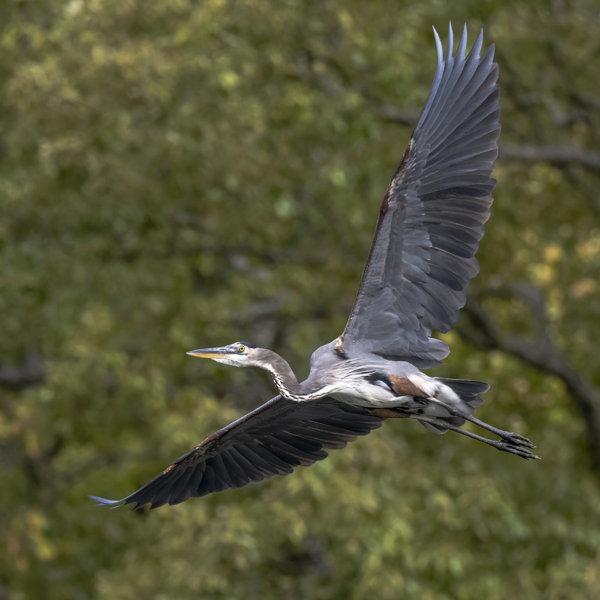 Great Blue Heron - ML643209833