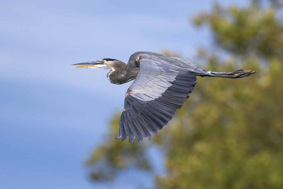 Great Blue Heron - ML643209835