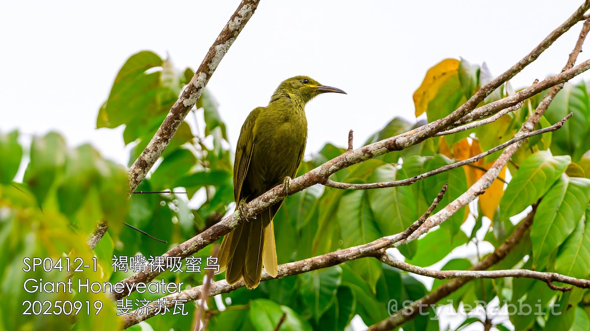 Méliphage de Viti Levu - ML643209839