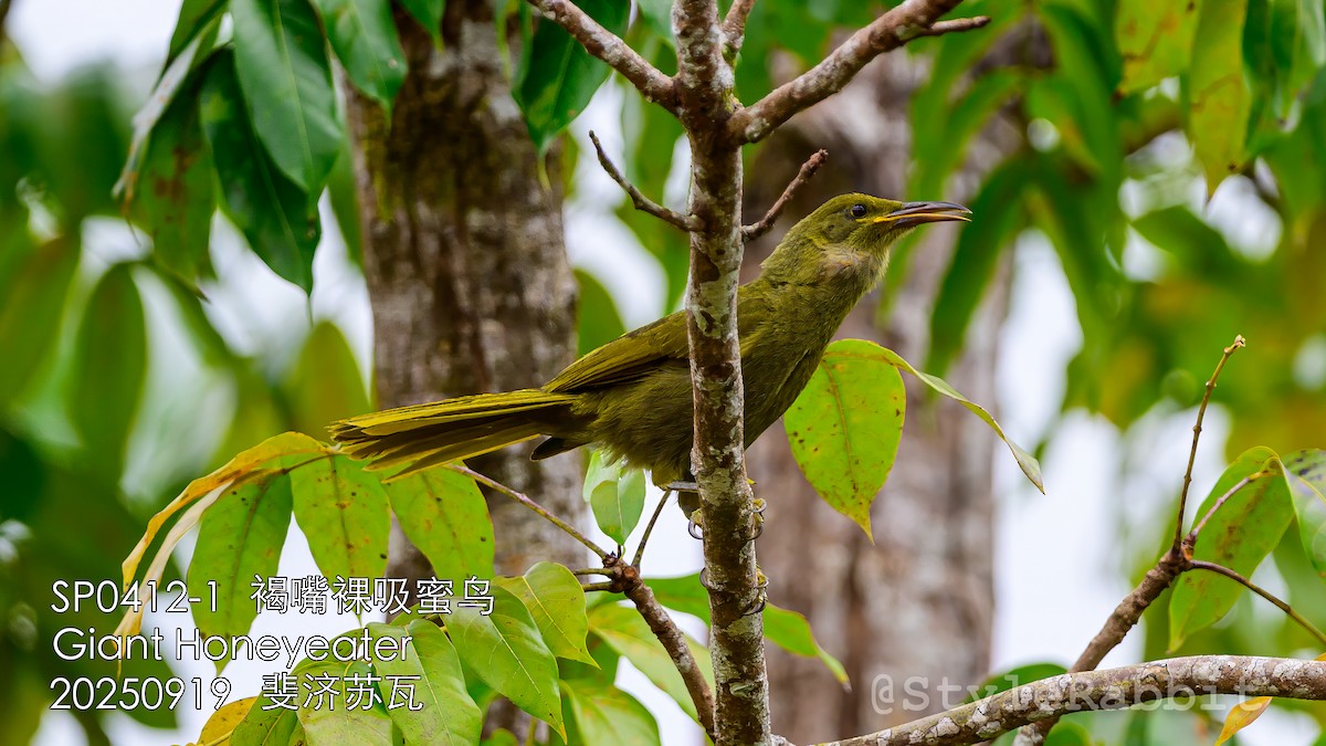 Méliphage de Viti Levu - ML643209840