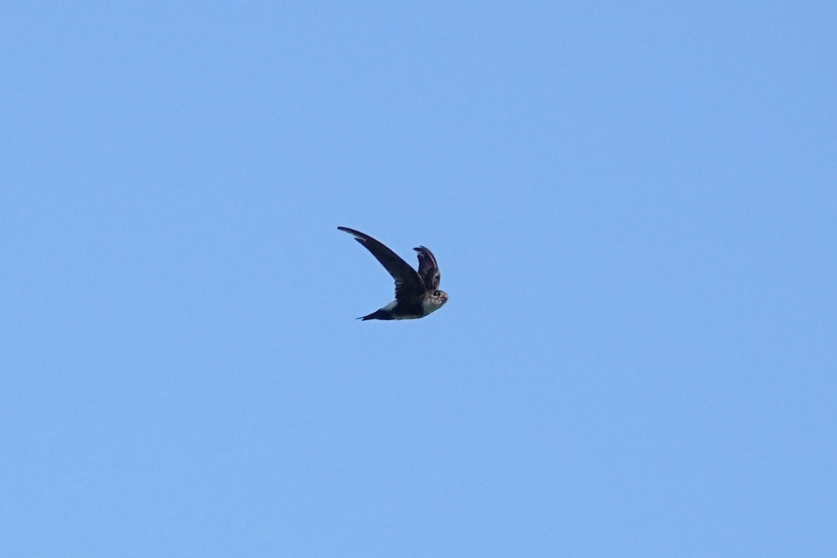 Antillean Palm Swift - ML643209843