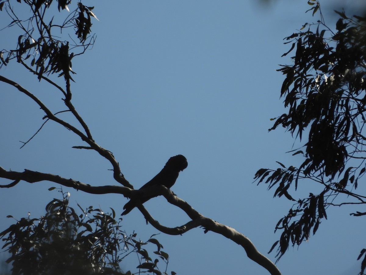 Parlak Siyah Kakadu - ML643209846