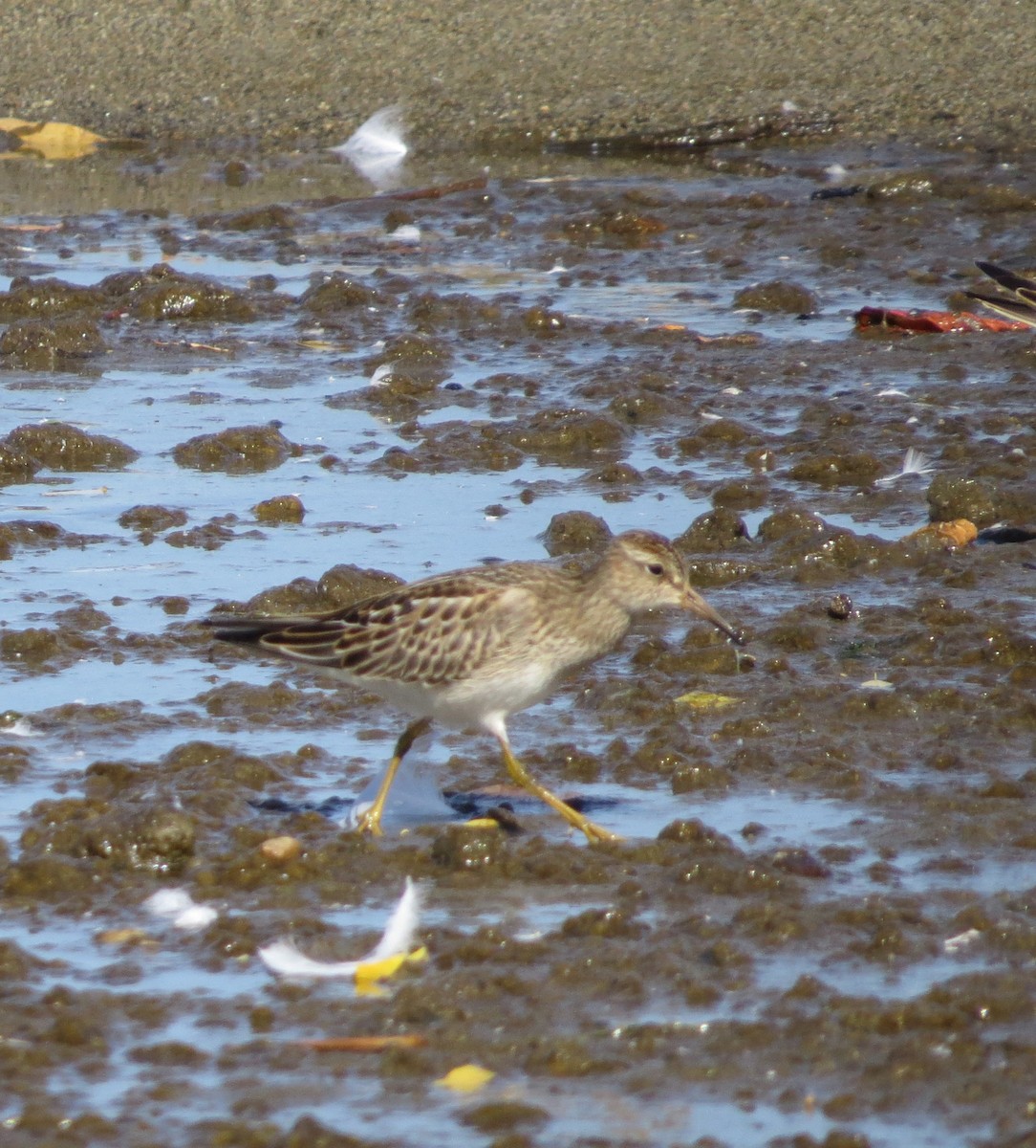 Pectoral Sandpiper - ML643209852