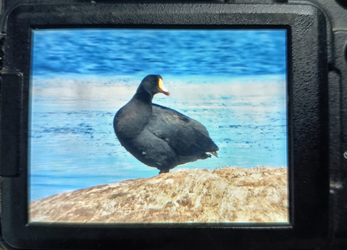 Giant Coot - ML643209853