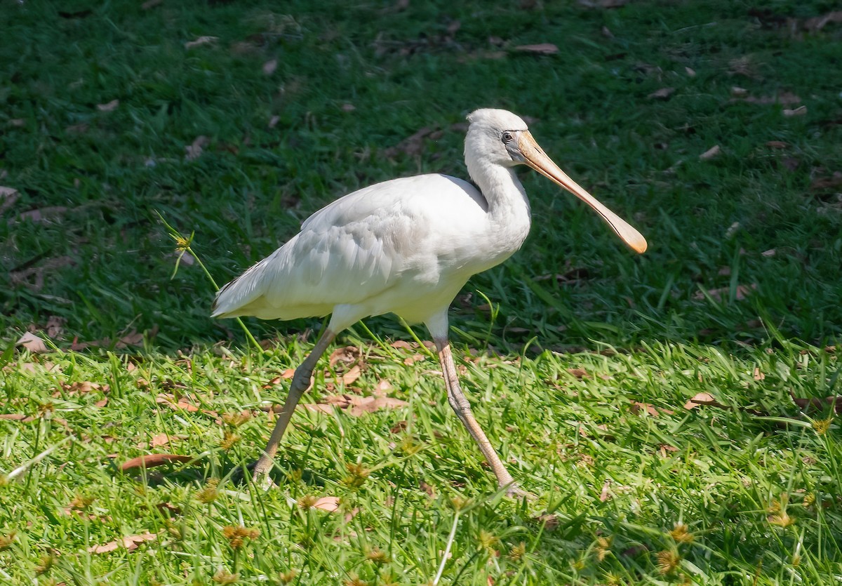 gulnebbskjestork - ML643209859
