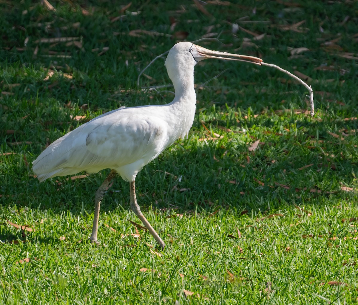 gulnebbskjestork - ML643209860