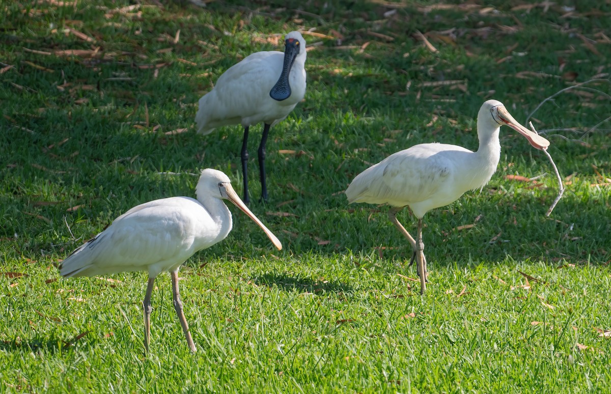 gulnebbskjestork - ML643209861