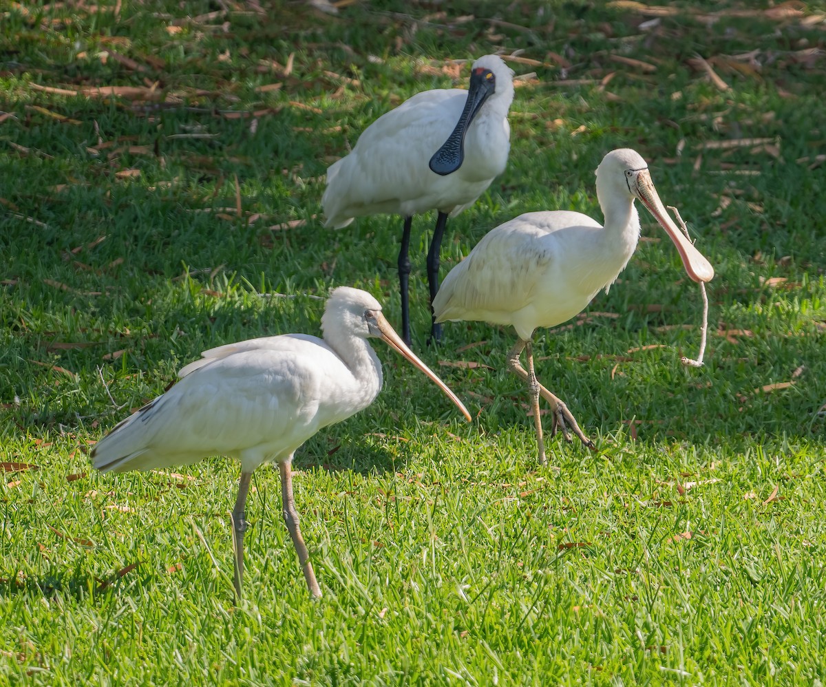 gulnebbskjestork - ML643209862