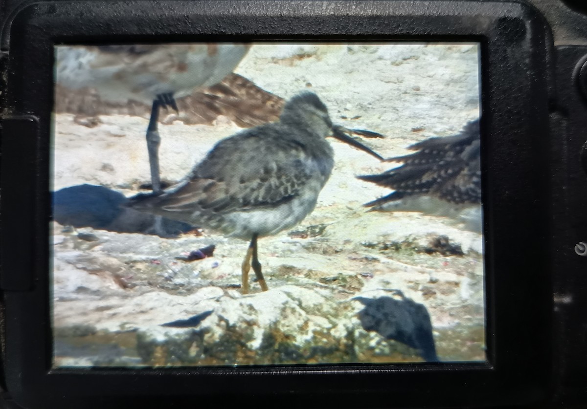 Stilt Sandpiper - ML643209866
