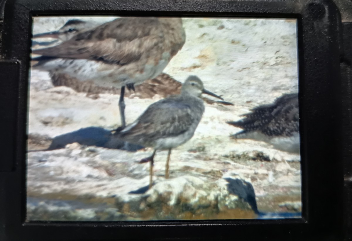 Stilt Sandpiper - ML643209867