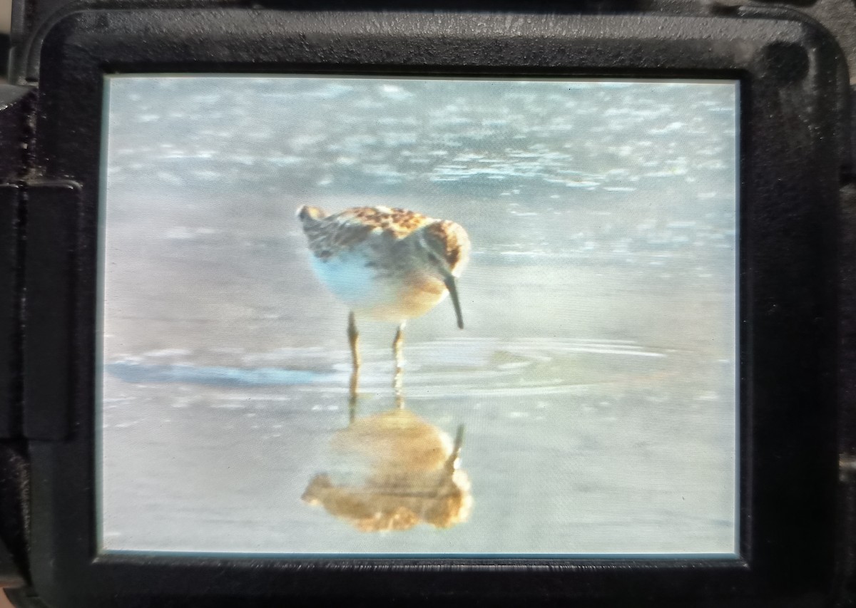 Least Sandpiper - ML643209887