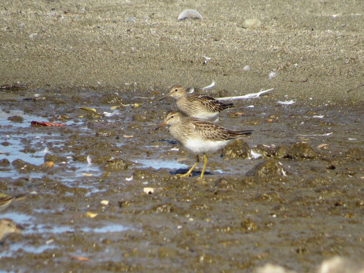 Pectoral Sandpiper - ML643209892