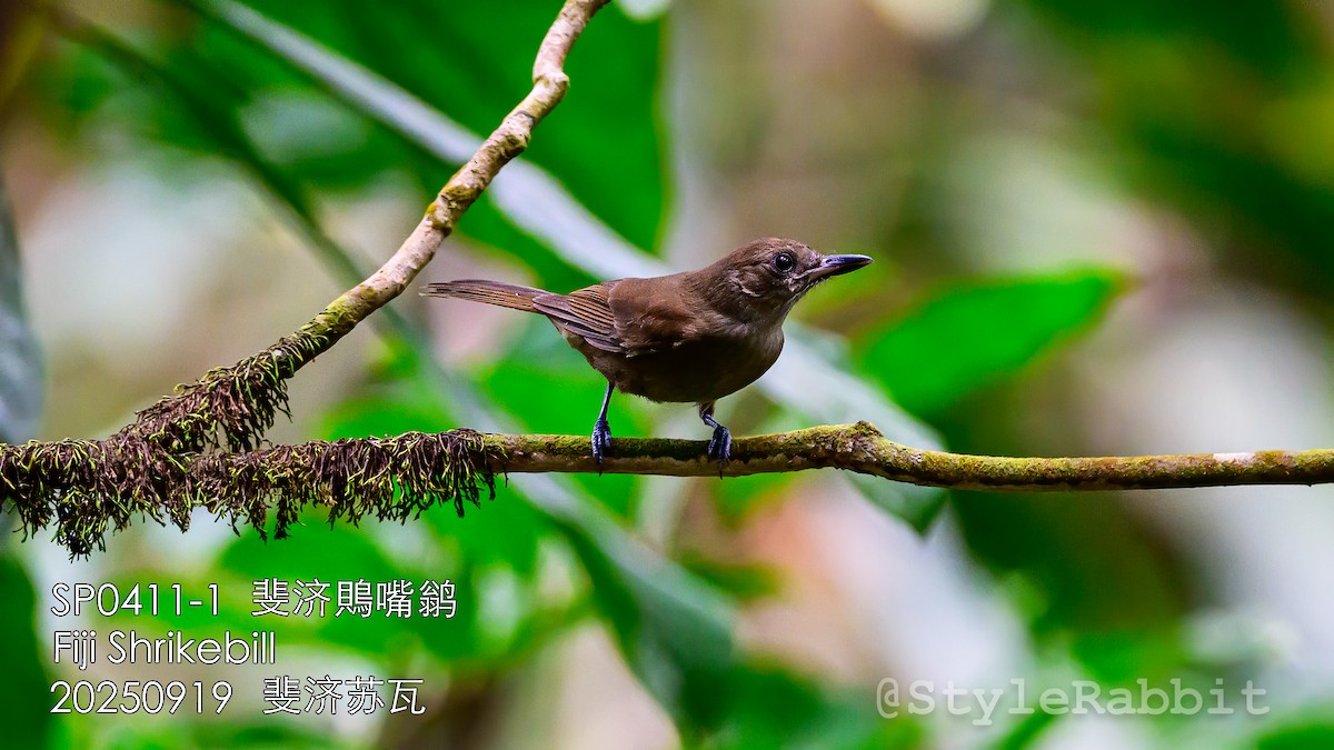 Fiji Shrikebill - ML643209893