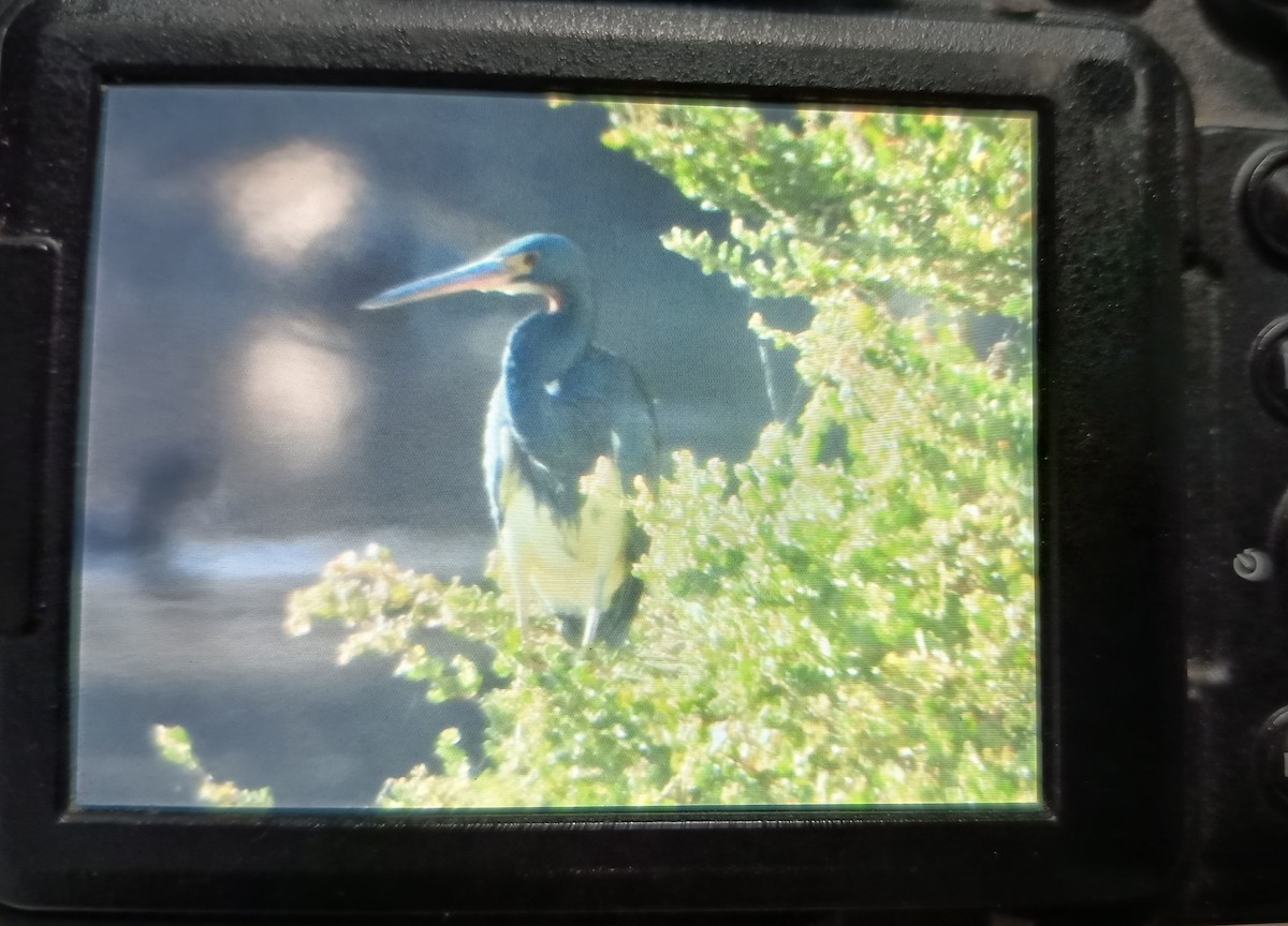 Tricolored Heron - ML643209894