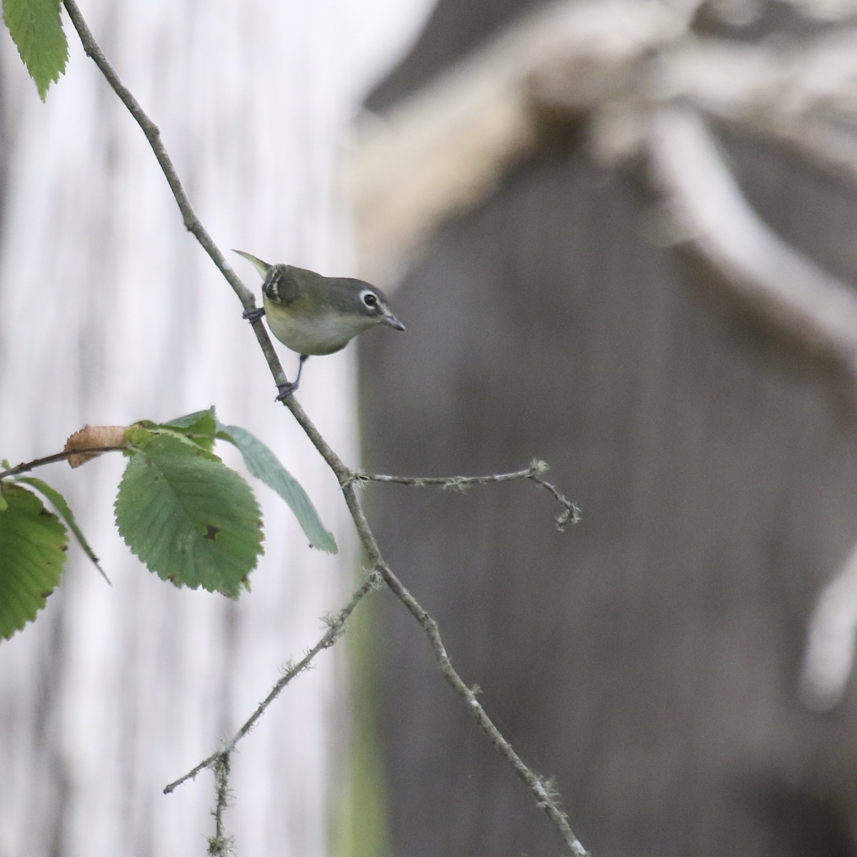 Blue-headed Vireo - ML643209901