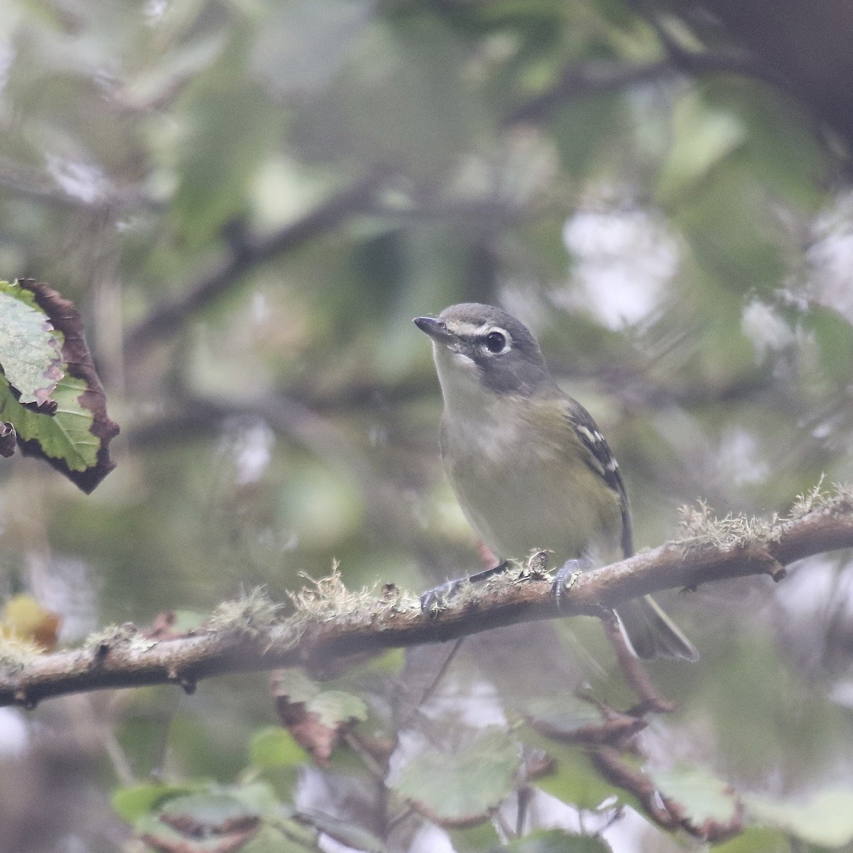 Blue-headed Vireo - ML643209902