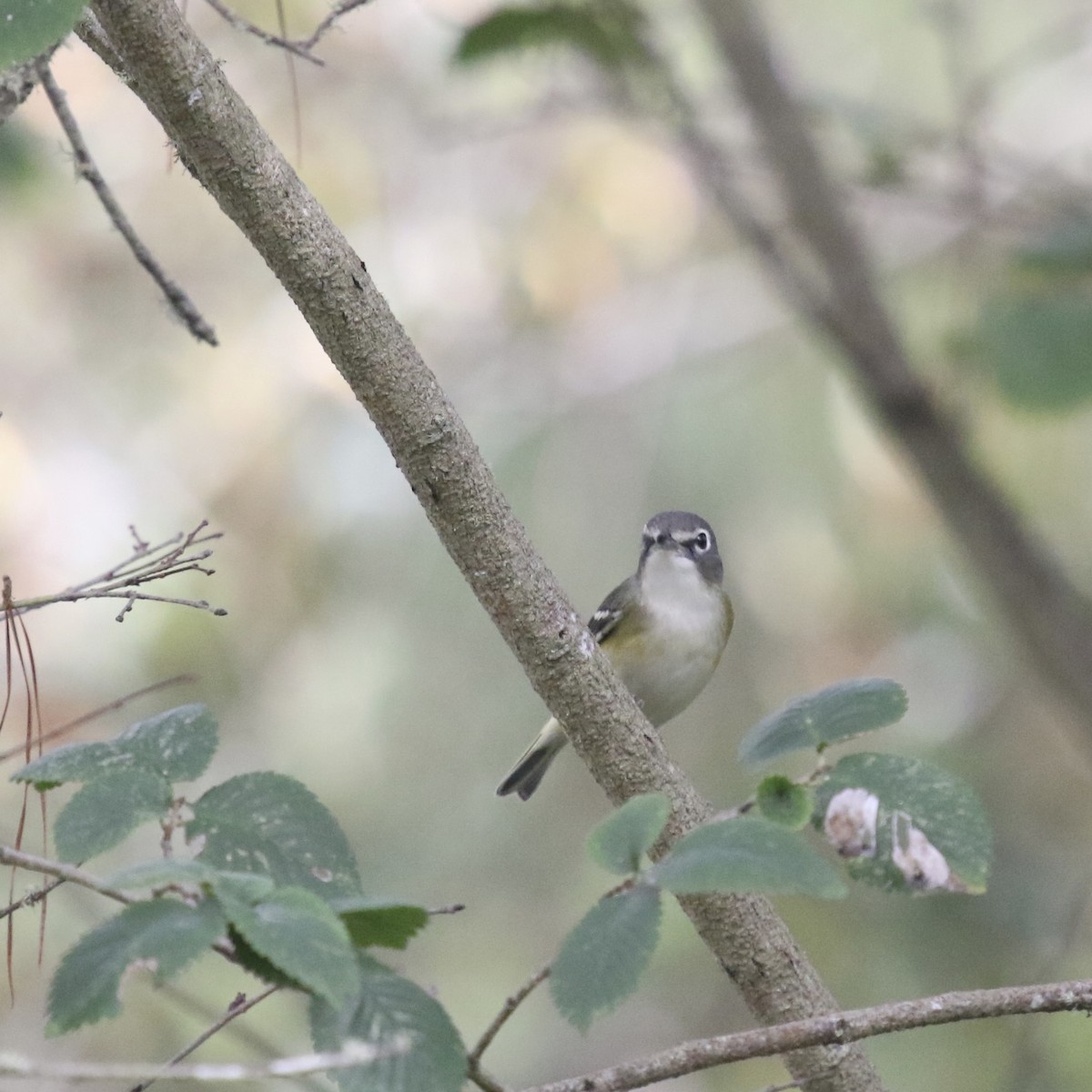 Blue-headed Vireo - ML643209903
