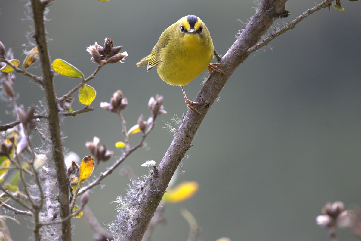 Black-crested Warbler - ML643209907