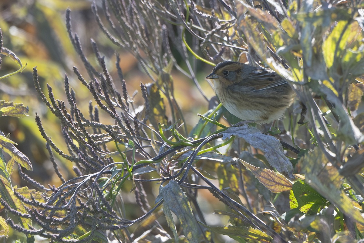 Nelson's Sparrow - ML643209927