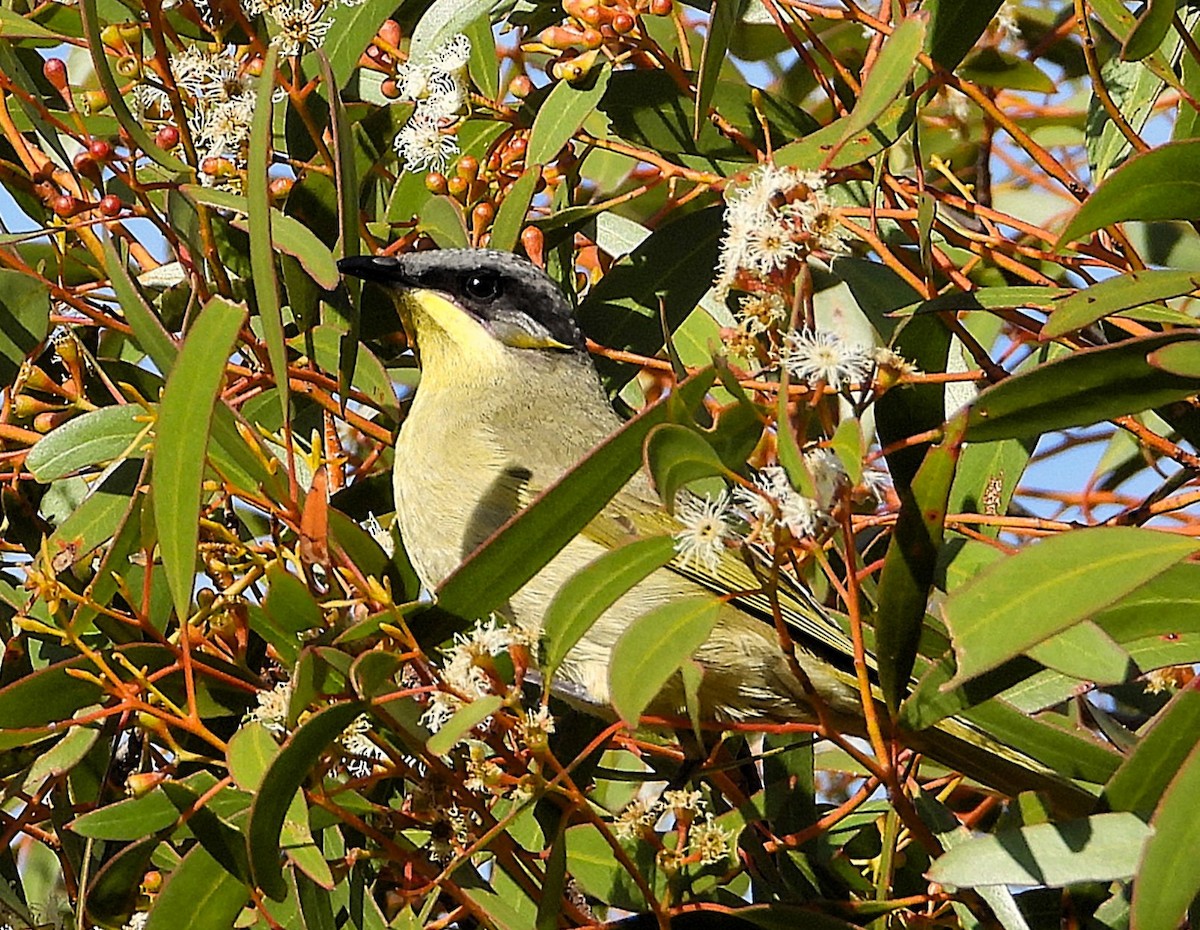 Purple-gaped Honeyeater - ML643209928