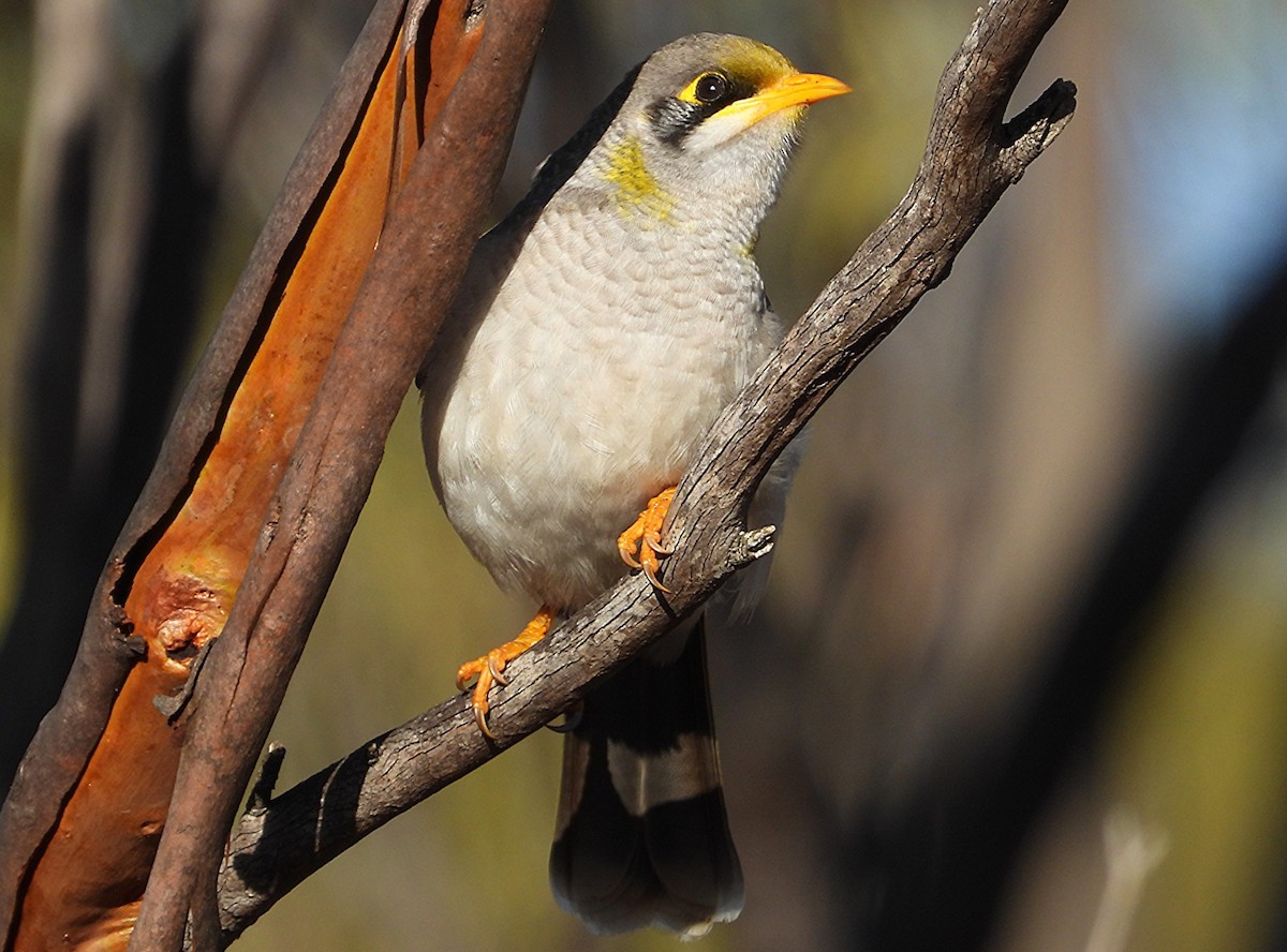 Yellow-throated Miner - ML643209944